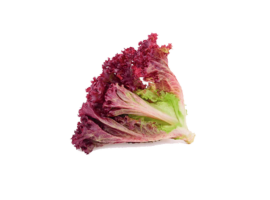 Alface Roxa